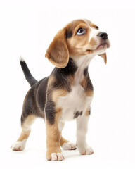 beagle puppy on white background looking up in excited expectation