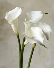 Obraz premium Calla Flower. Beautiful White Blossoms in Botanical Background