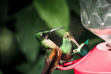 Hummingbirds Feeding Together Buenaventura Tropical Reserve Ecuador