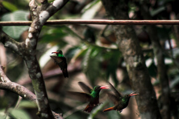 Hummingbirds in Action Buenaventura Tropical Reserve Ecuador