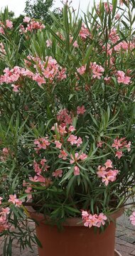 Laurier-rose ou ol&eacute;andre (Nerium oleander) arbuste ramifi&eacute; d'ornement &agrave; fleurs roses en forme de trompettes cultiv&eacute; dans un grand pot sur une terrasse
