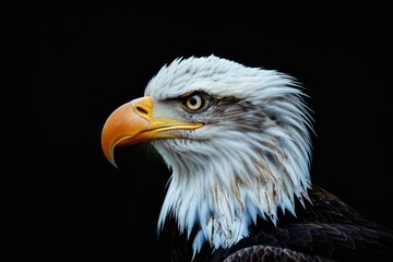 Obraz premium Bald Eagle Head. Majestic American Bird of Prey Portrait in Wildlife