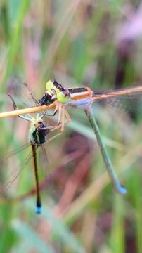 Insects Dragonflies eat other dragonflies, Struggle to survive the wild animal world.