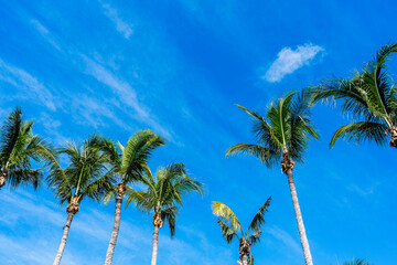 palm trees with blue sky and clouds