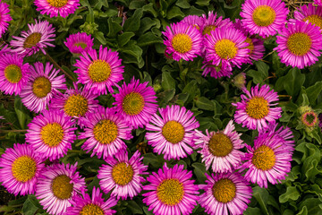 Erigeron Sea Breeze Seaside Daisies