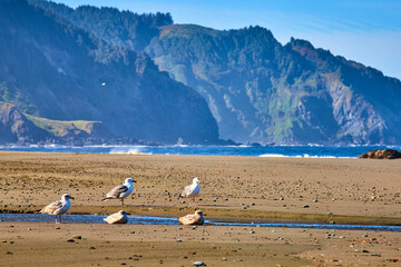 Seagulls by Stream on Rugged Beach with Mountain Backdrop Eye-Level View