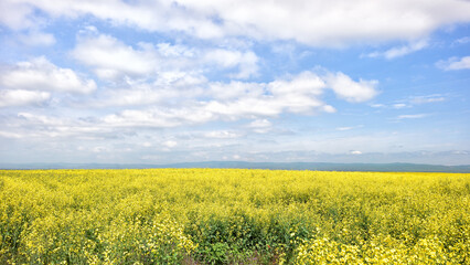 Obraz premium Beautiful field with yellow flowers. Beautiful summer landscape with cumulus clouds and a yellow field.