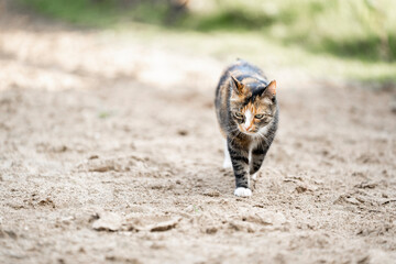 calico cat rolling in the sand pretty and cute