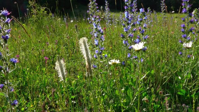 Close-up of a meadow with forbs