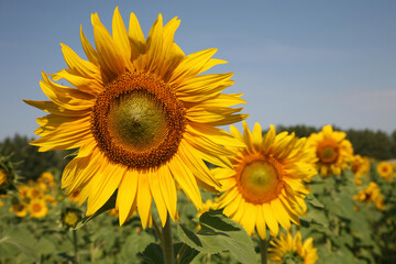 One of the sunflower flower on the sunflower plantation closeup