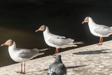 seagulls sitting on the coast