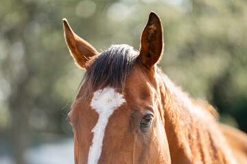 brown thoroughbred ex race horse head detail ears and eyes