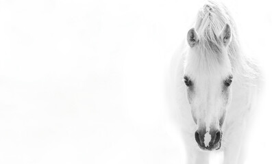 beautiful little pony horse welsh mountain white background fine art minimalistic intens look pretty