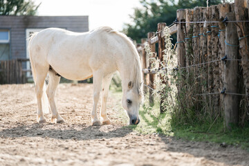 little white horse pony paddock paradise 