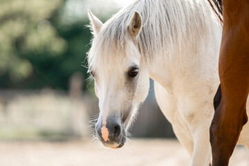 Fototapeta premium beautiful little white pony portrait horse