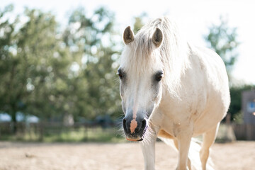 beautiful little white pony portrait horse