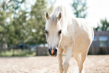 Obraz premium beautiful little white pony portrait horse