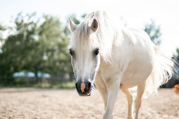 Obraz premium beautiful little white pony portrait horse