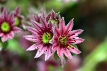 Nahaufnahme von Spinnweb-Hauswurz-Blüten