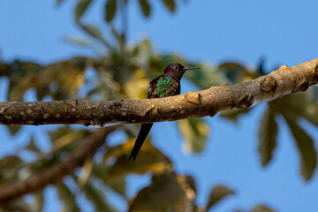 hummingbird