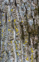 Fototapeta premium This detailed close-up captures the rugged texture of aged tree bark adorned with patches of yellow and gray lichen, illustrating the intricate symbiosis in nature.