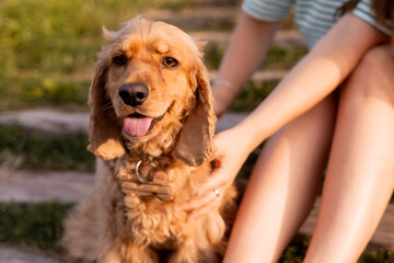 Young beautiful woman combs the dogs fur
