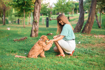 cocker Spaniel dog having fun and playing with young beautiful woman