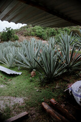 agave fields in a cloudy day  to prepare tequila, mezcal, in the mountains 