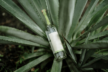 Bottle of Mezcal in agave fields for mockup or branding. Minimalistic composition, product...