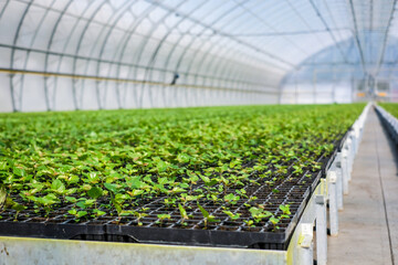 A huge, new industrial modern greenhouse where various plants, green and tree seedlings are grown