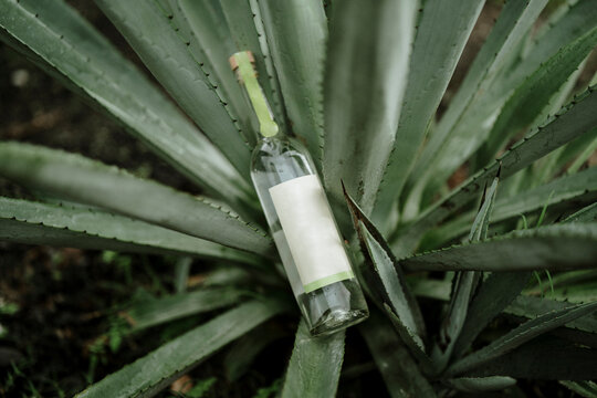 Bottle of Mezcal in agave fields for mockup or branding. Minimalistic composition, product branding, identity, and packaging.