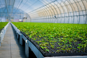 A huge, new industrial modern greenhouse where various plants, green and tree seedlings are grown