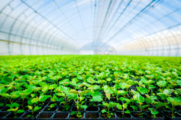 A huge, new industrial modern greenhouse where various plants, green and tree seedlings are grown