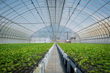 A huge, new industrial modern greenhouse where various plants, green and tree seedlings are grown