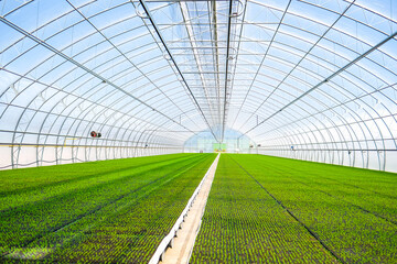 A huge, new industrial modern greenhouse where various plants, green and tree seedlings are grown
