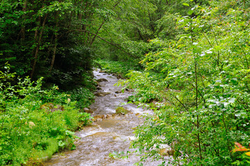 Mountain river with a rocky riverbed and green forest on the banks. Rainy cloudy weather.