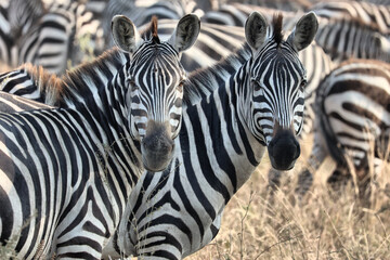 Naklejka premium Große Migration