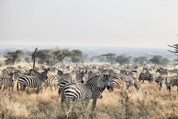 Obraz premium Große Migration