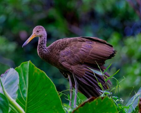 Limpkin in the Amazon 