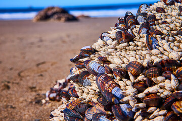 Colorful Mussels and Barnacles on Rocky Substrate at Beach Level