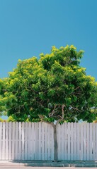 Ornamental tree adorned with lush green leaves, standing tall over a white fence against clear blue