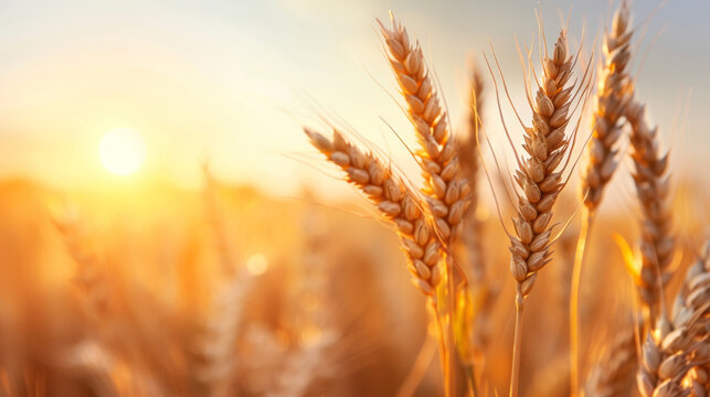Sunlit wheat field with golden ears of wheat at sunrise, highlighting the rich texture and natural beauty of the crops.