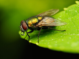 Macro photo of House fly excreting water dropplet from its mouth. The dropplet act as a lense with the surrounding background
