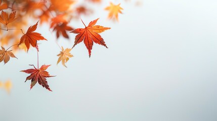 Beautiful autumn maple leaves with vibrant red and orange colors against a soft, blurred background, capturing the essence of fall.