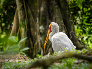 Yellowbilled stork
