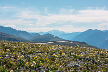Vivid yellow flowers on sunlit green grassy stony plain with view to high rocky snowy mountains silhouettes far away in bright sun under clouds in blue sky. Lush flowering alpine meadow in sunny day.