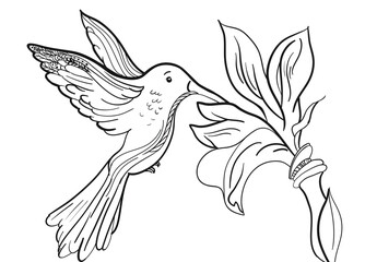 Black and white coloring illustration of a hummingbird drinking nectar from a flower in vector