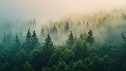 Misty and foggy pine forest in the morning. Natural mountain landscape background. Hipster vintage retro style.