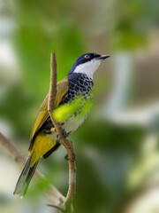 Bulbul bird