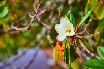 Delicate White Rhododendron Flower with Dew and Greenery Eye-Level Perspective
